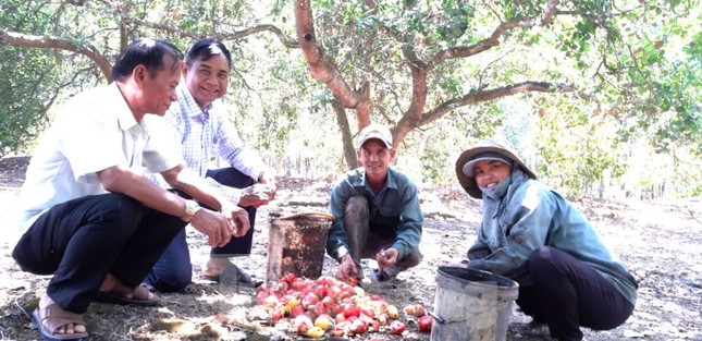 Về nơi nông dân sống biệt thự, đi ô tô thăm vườn ở Bình Dương ảnh 2