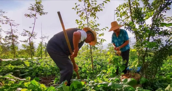 Bán nhà 27 tỷ đồng ở thành phố để về quê “trồng rau và nuôi thêm