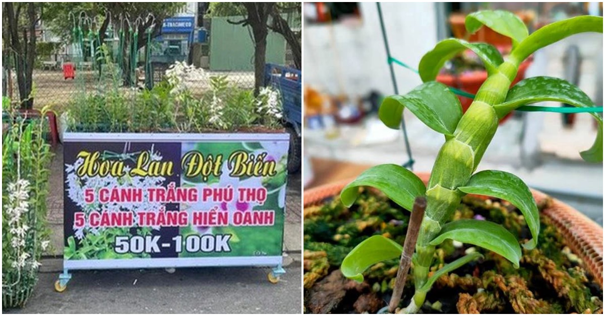 'Bong bóng' vỡ, lan đột biến Bạch Tuyết, Phi Điệp tiền tỷ giờ chỉ vài ...